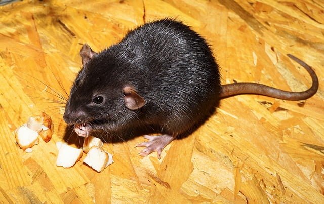 Can Rats Eat Cinnamon