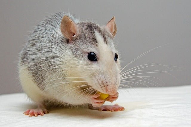 Can Rats Eat Lima Beans