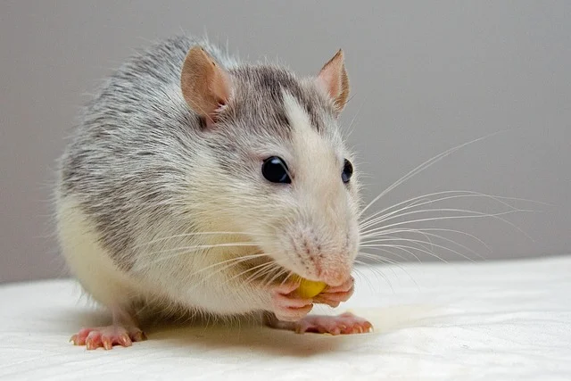 Can Rats Eat Pumpkin