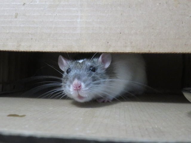 Can Rats Eat Yogurt