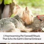 5 Heartwarming Pet Farewell Rituals That Echo the Earth's Eternal Embrace