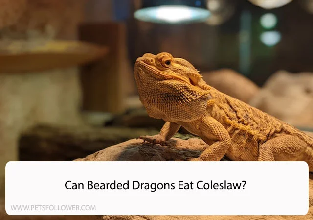 Can Bearded Dragons Eat Coleslaw