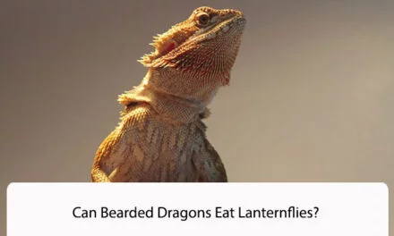 Can Bearded Dragons Eat Lanternflies?