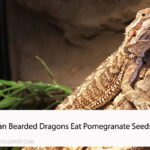 Can Bearded Dragons Eat Pomegranate Seeds?