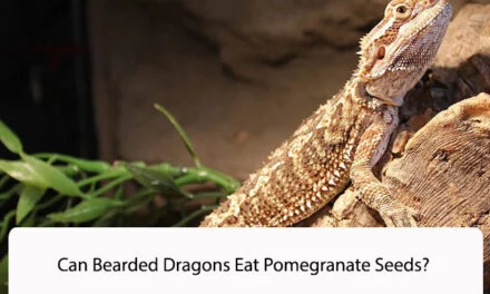 Can Bearded Dragons Eat Pomegranate Seeds?