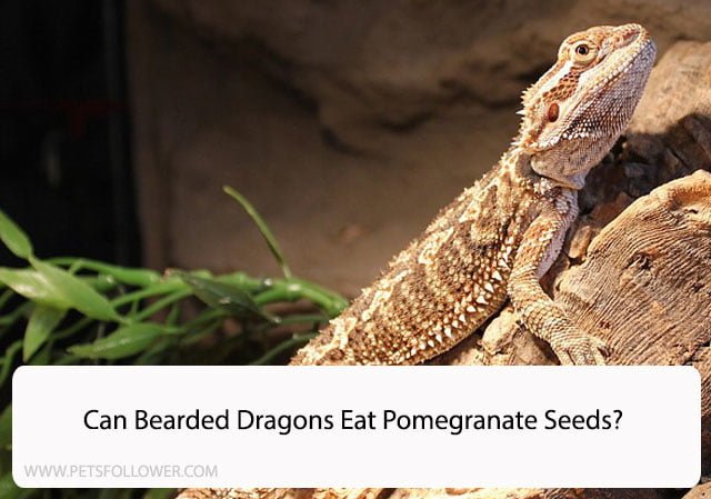 Can Bearded Dragons Eat Pomegranate Seeds?