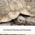 Can Desert Tortoises Eat Tomatoes
