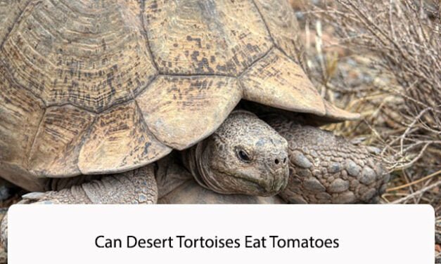 Can Desert Tortoises Eat Tomatoes