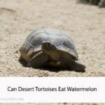 Can Desert Tortoises Eat Watermelon
