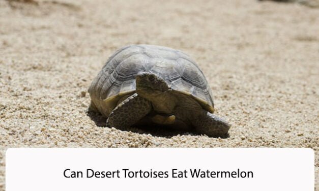 Can Desert Tortoises Eat Watermelon