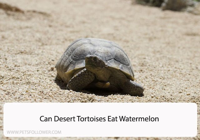 Can Desert Tortoises Eat Watermelon