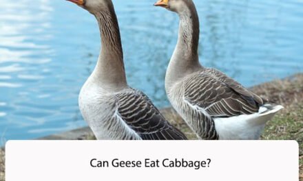 Can Geese Eat Cabbage?
