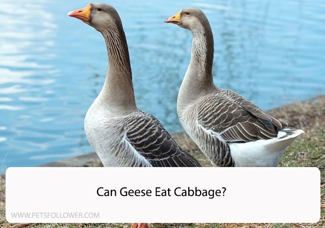 Can Geese Eat Cabbage?