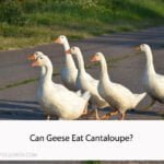 Can Geese Eat Cantaloupe