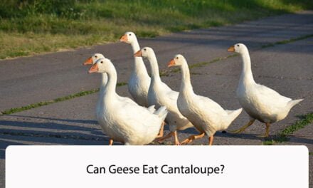Can Geese Eat Cantaloupe
