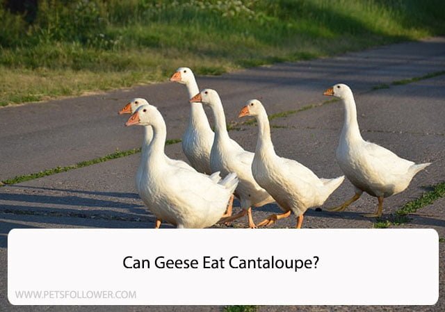 Can Geese Eat Cantaloupe