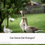 Can Geese Eat Oranges?