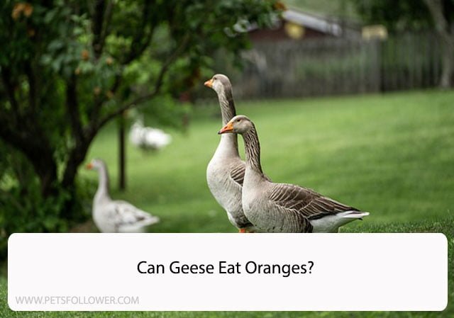 Can Geese Eat Oranges?