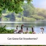 Can Geese Eat Strawberries