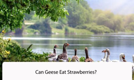 Can Geese Eat Strawberries?