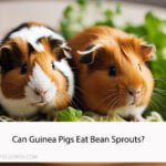 Can Guinea Pigs Eat Bean Sprouts