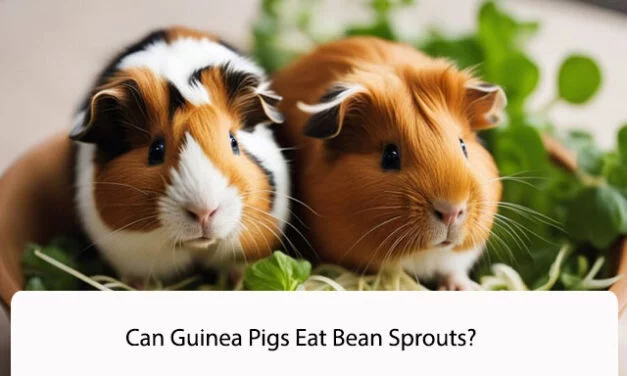 Can Guinea Pigs Eat Bean Sprouts? A Comprehensive Guide