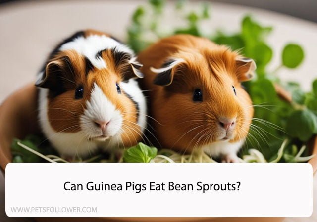 Can Guinea Pigs Eat Bean Sprouts? A Comprehensive Guide