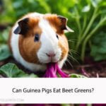 Can Guinea Pigs Eat Beet Greens