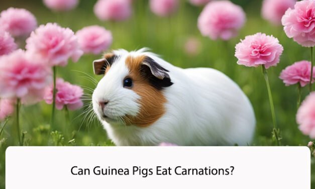 Can Guinea Pigs Eat Carnations?
