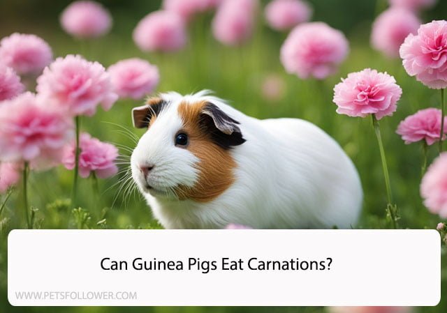 Can Guinea Pigs Eat Carnations?