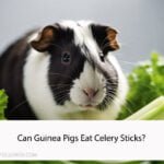 Can Guinea Pigs Eat Celery Sticks