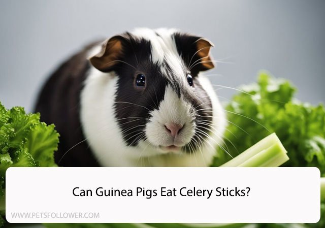 Can Guinea Pigs Eat Celery Sticks?