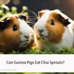 Can Guinea Pigs Eat Chia Sprouts