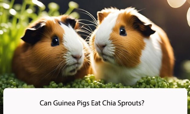 Can Guinea Pigs Eat Chia Sprouts?