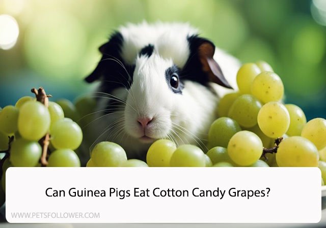 Can Guinea Pigs Eat Cotton Candy Grapes?