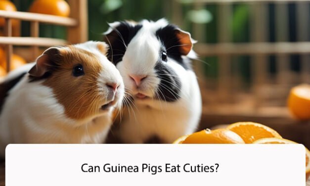 Can Guinea Pigs Eat Cuties?