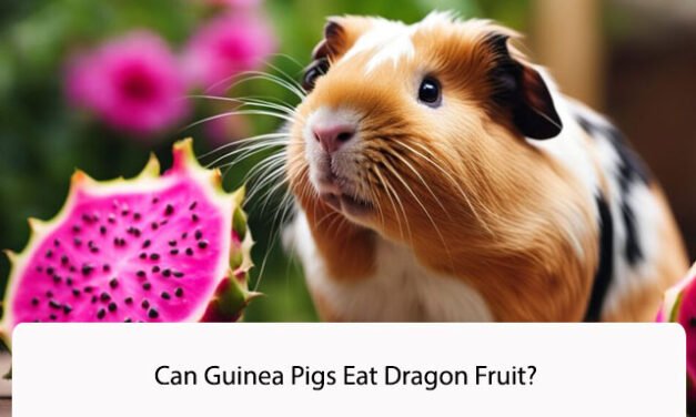 Can Guinea Pigs Eat Dragon Fruit? A Comprehensive Guide