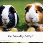 Can Guinea Pigs Eat Figs