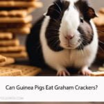 Can Guinea Pigs Eat Graham Crackers