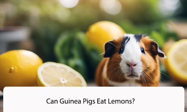 Can Guinea Pigs Eat Lemons?