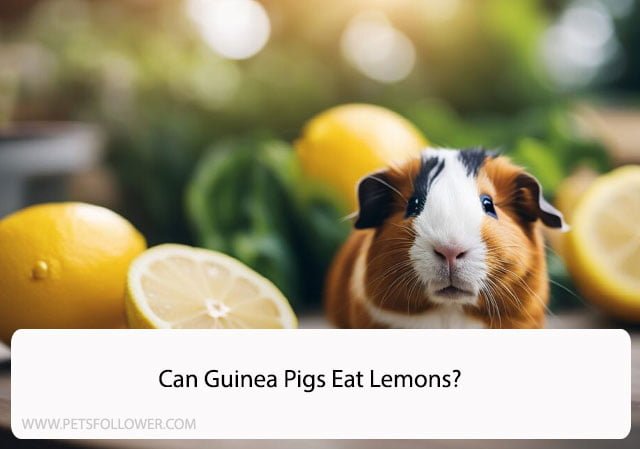 Can Guinea Pigs Eat Lemons?