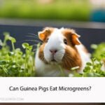Can Guinea Pigs Eat Microgreens