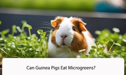 Can Guinea Pigs Eat Microgreens?