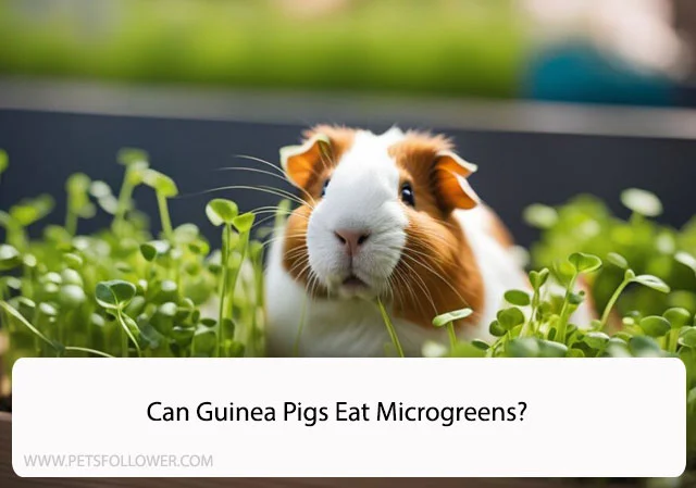 Can Guinea Pigs Eat Microgreens