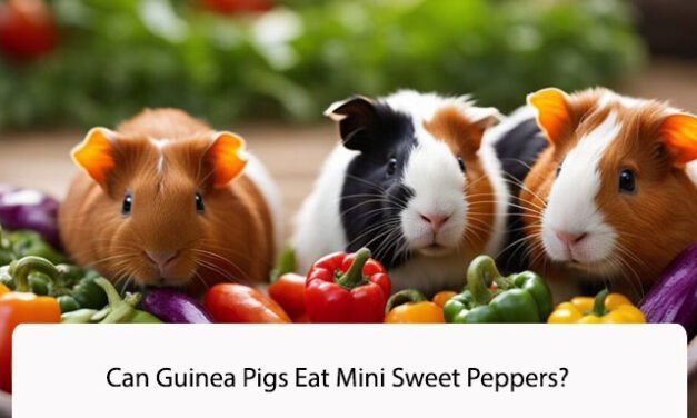 Can Guinea Pigs Eat Mini Sweet Peppers?