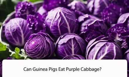 Can Guinea Pigs Eat Purple Cabbage?