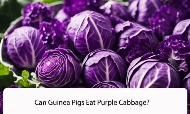 Can Guinea Pigs Eat Purple Cabbage?
