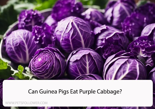 Can Guinea Pigs Eat Purple Cabbage?