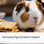 Can Guinea Pigs Eat Saltine Crackers