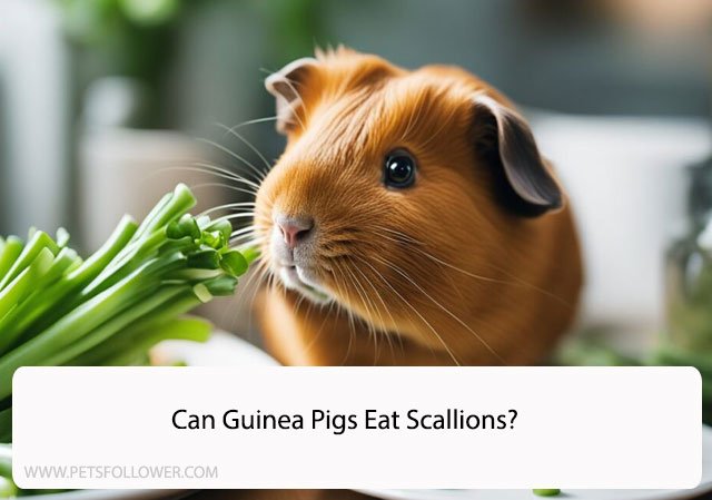 Can Guinea Pigs Eat Scallions?